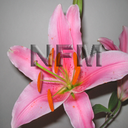 lily acapulco flowers